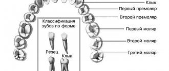 Моляры и премоляры