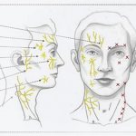 нервы головы и шеи и места блокады нервов