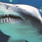 сколько зубов у акулы