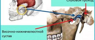 Строение челюстей: височно-нижнечелюстной сустав